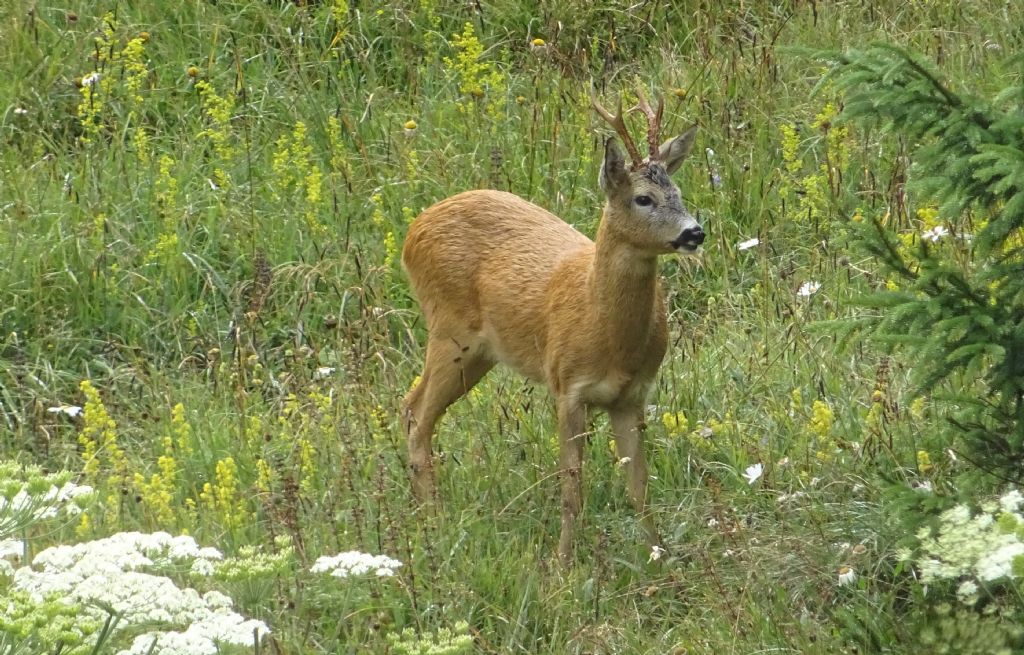Femmina e maschio di capriolo